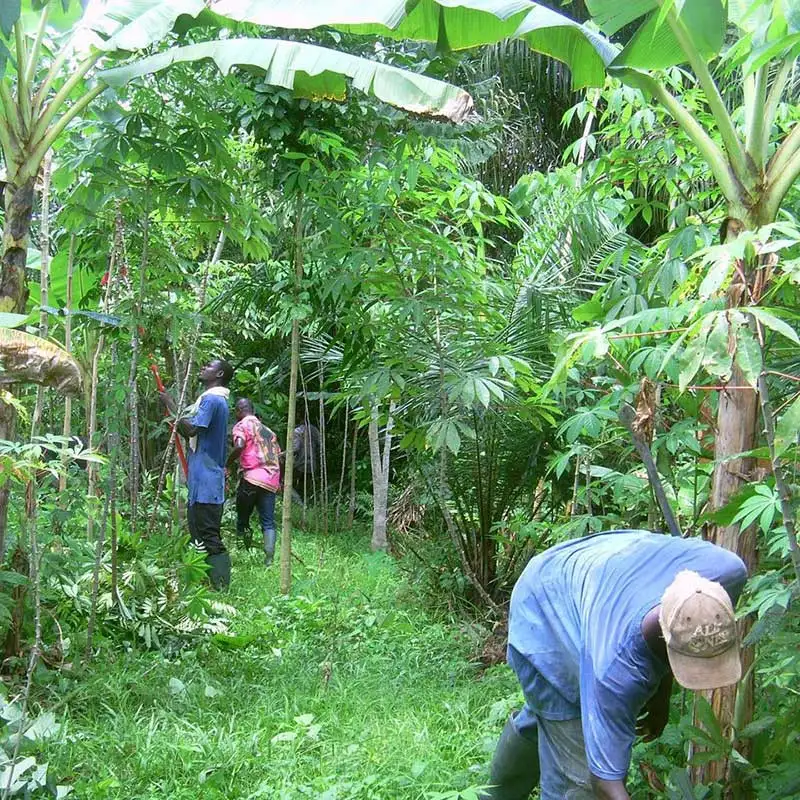 Smallholder farmers in Ghana: ECOTOP has also provided advice on the implementation of agroforestry in the cultivation of bio-fair palm oil. Smallholder farmers in Ghana: ECOTOP has also provided advice on the implementation of agroforestry in the cultivation of bio-fair palm oil.